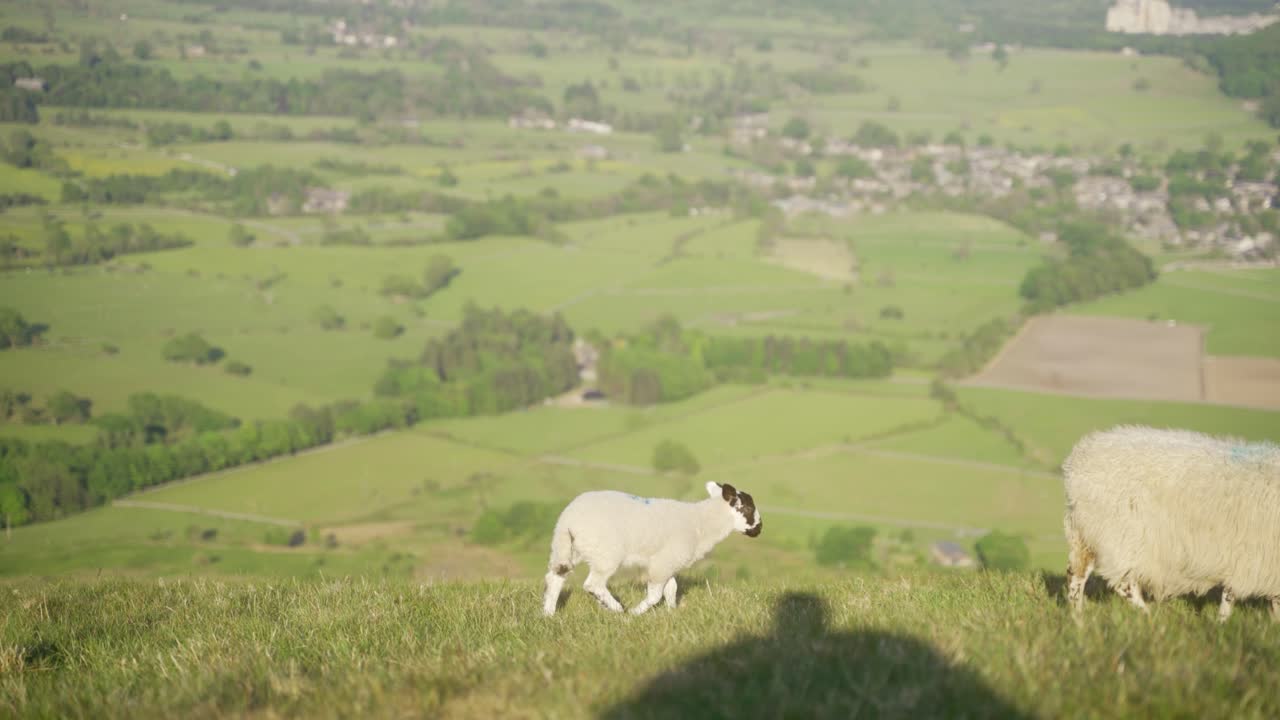 mam tor, castleton, peak district, england 위에 풀을 뜯고 있는 양 세 마리의 핸드헬드 패닝 샷