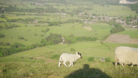 Toma-Panorámica-De-Mano-De-Tres-Ovejas-Pastando-En-La-Hierba-En-La-Parte-Superior-De-Mam-Tor,-Castleton,-Peak-District,-Inglaterra