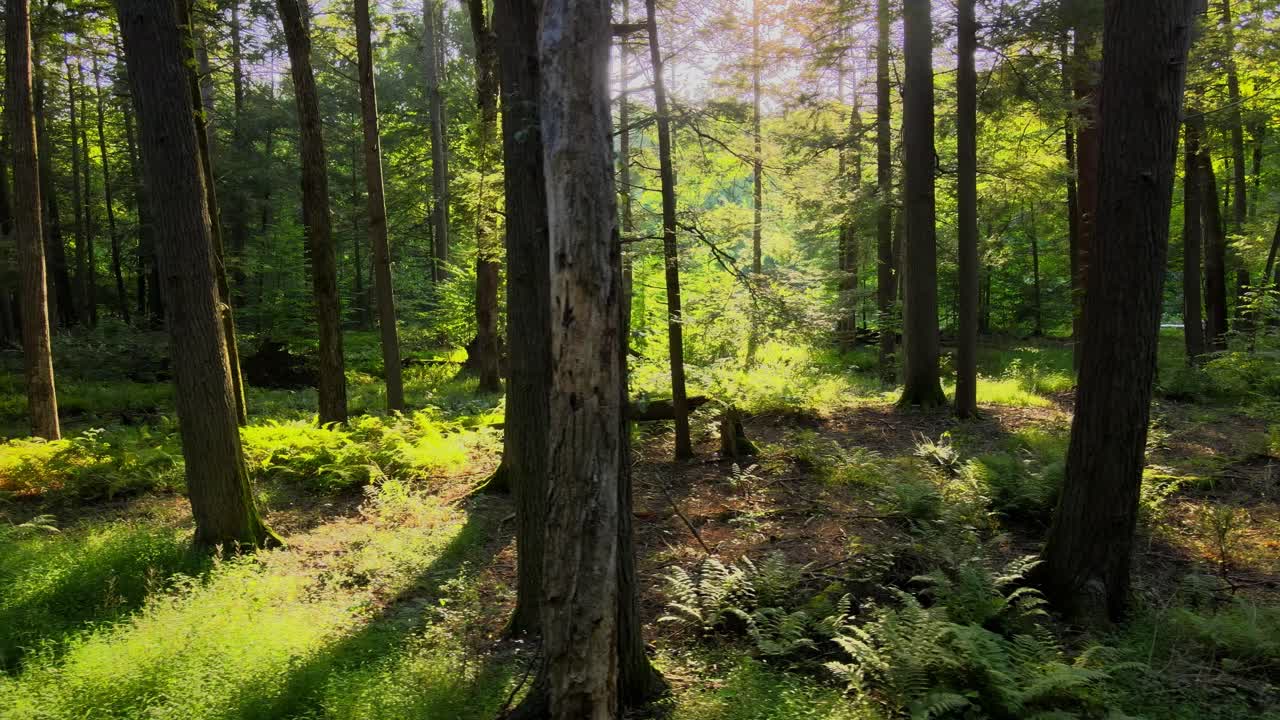 suave material de video de drones de un bosque mágico, exuberante y verde con una hermosa luz dorada durante el verano