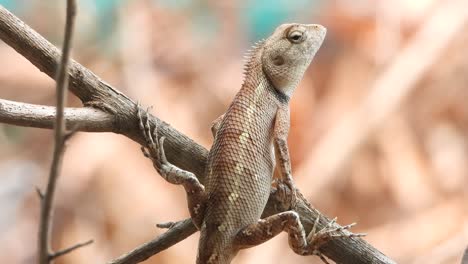 Lizard-relaxing-like-a-pro-