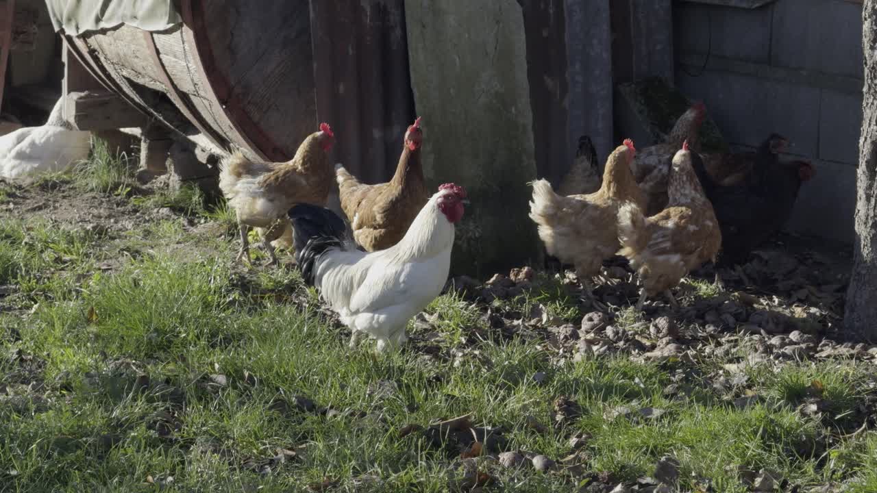 majestuoso gallo negro y blanco que conduce a las gallinas marrones en un patio