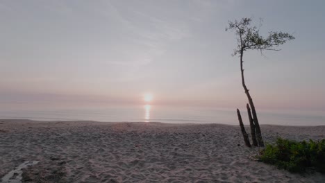 Lonely-Tree-at-Sunrise-With-Small-Puddle-In-Knäbäckshusen-Beach-South-Sweden-Skåne,-Static-Wide-Shot