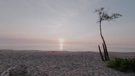 lonely tree at sunrise with small puddle in knäbäckshusen beach south sweden skåne, static wide shot