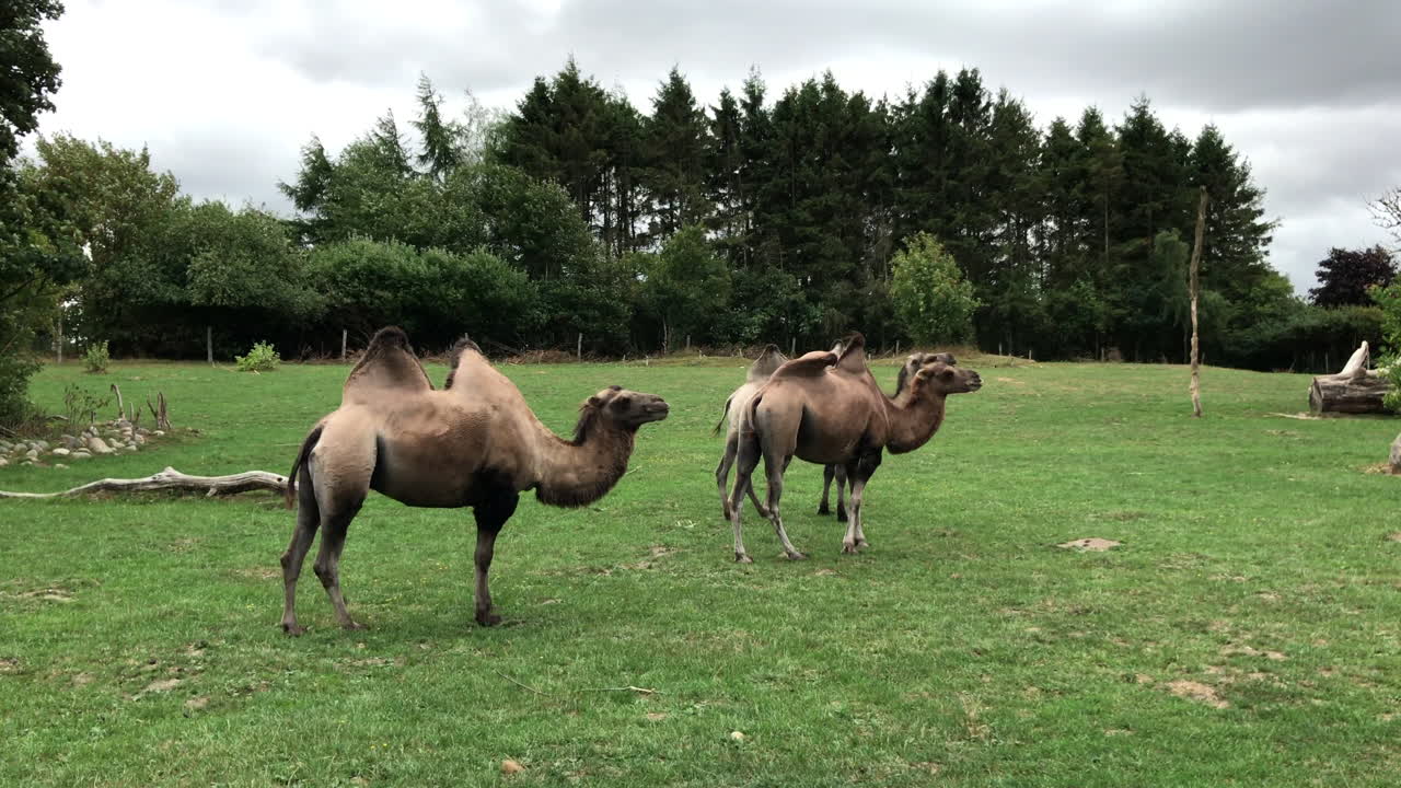camellos pastando en un prado. calma y paz