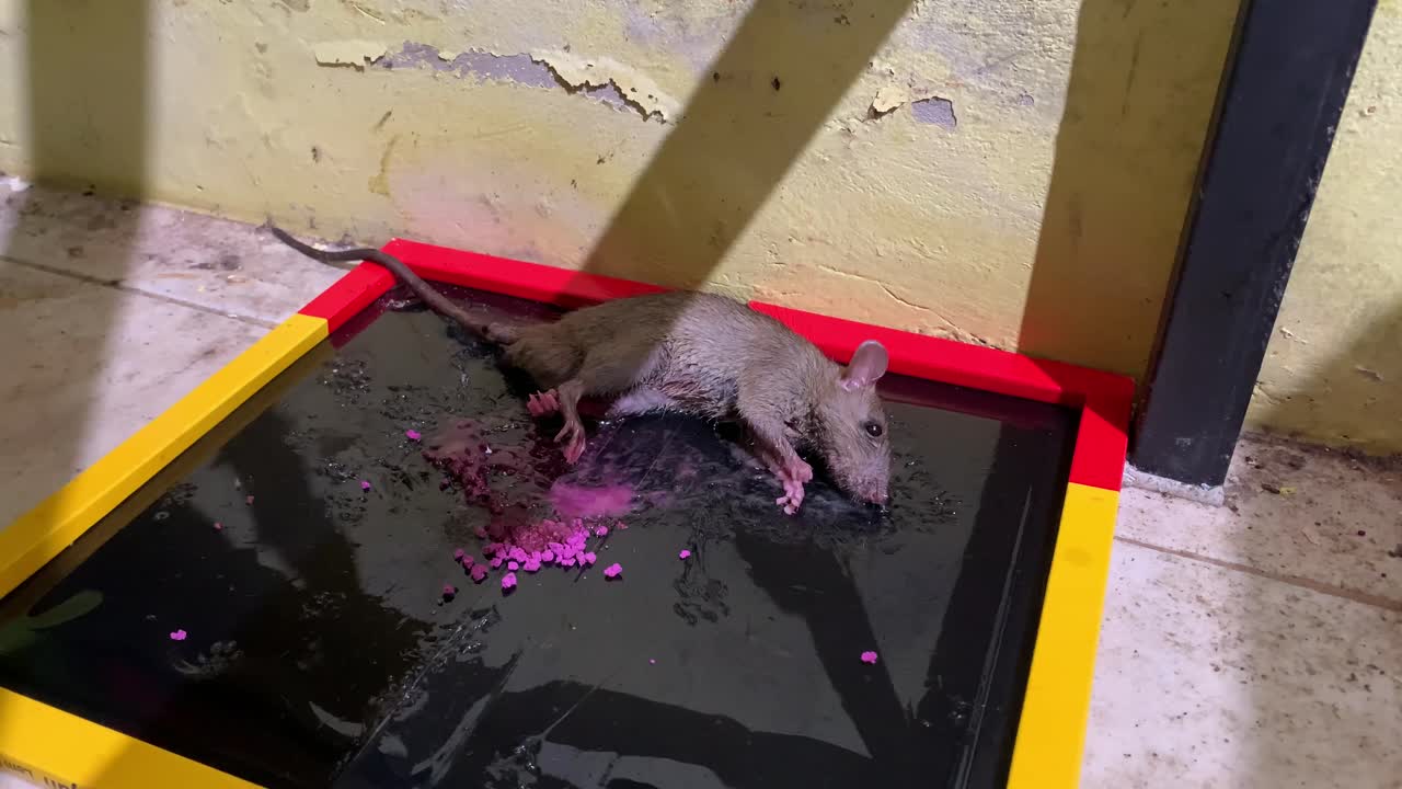 cerrar el ratón en la trampa de pegamento en la cocina