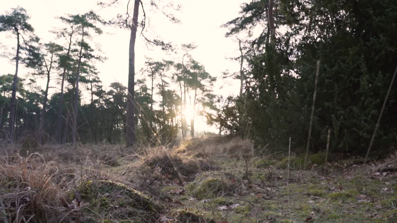 빛이 비치는 숲길