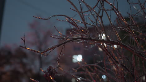 close-up of frosted bare tree branches coated with icicles and snowdrops, golden light softly glowing with blurred background of building and unclear figures