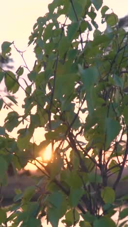 sunset over a tranquil lake with trees