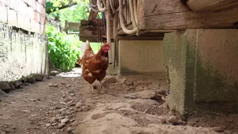 Viele-Rote-Hühner-An-Einem-Sommertag-Im-Dorf