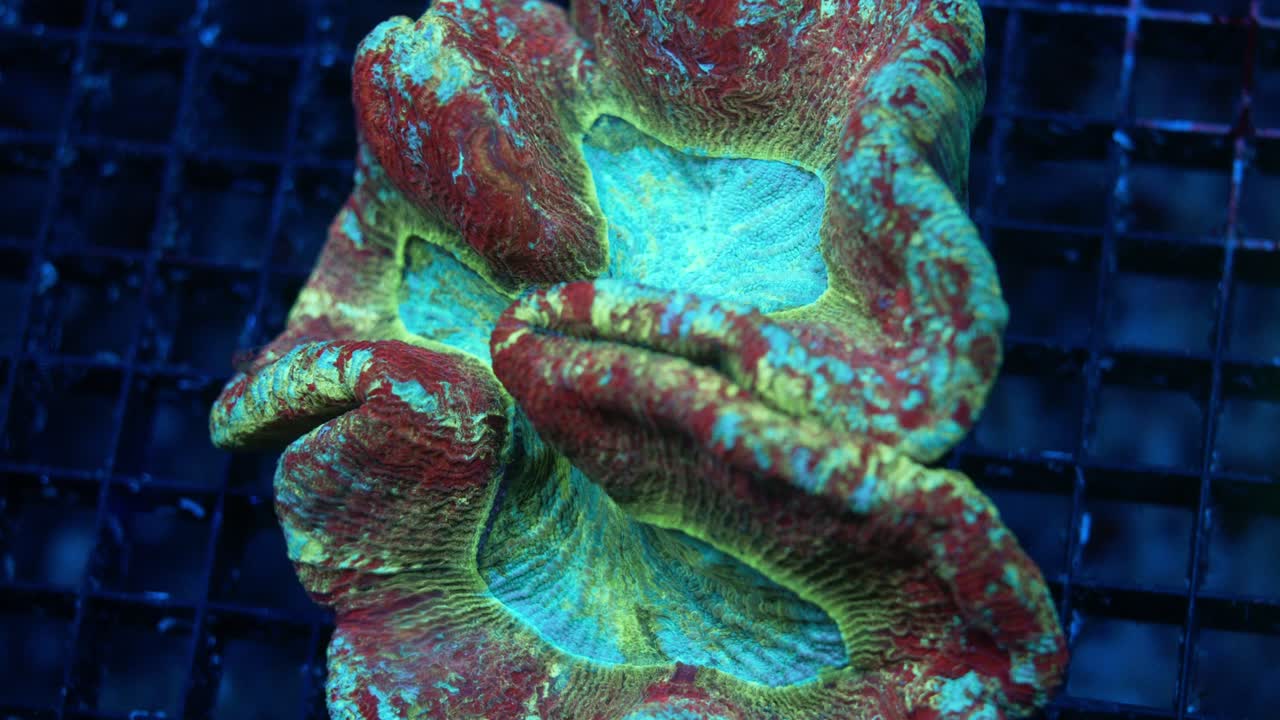 Teal, green, and red Wellsophyllia coral swaying gently in reef tank under actinic light.