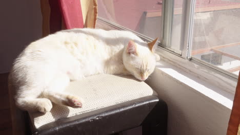 white cat sitting by window getting some sun