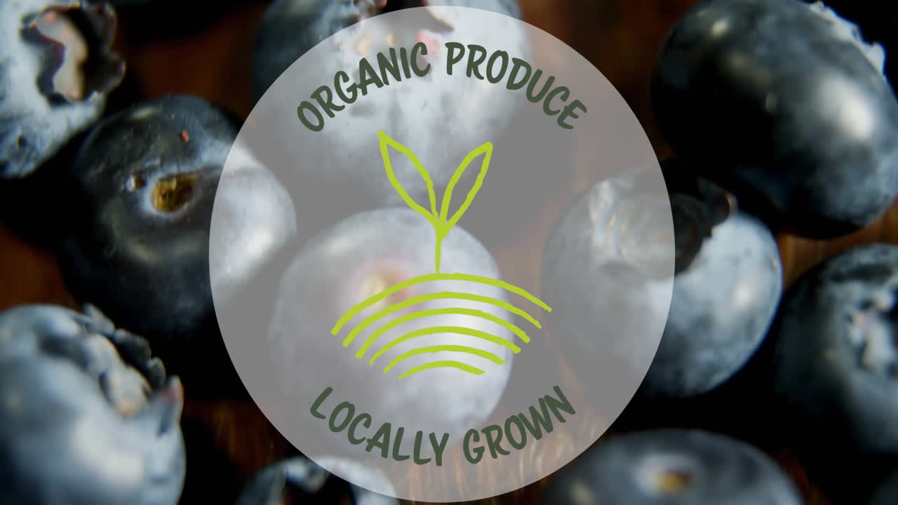 유기농 생산물의 애니메이션 지역 재배 된 텍스트 테이블에 블루베리 위에