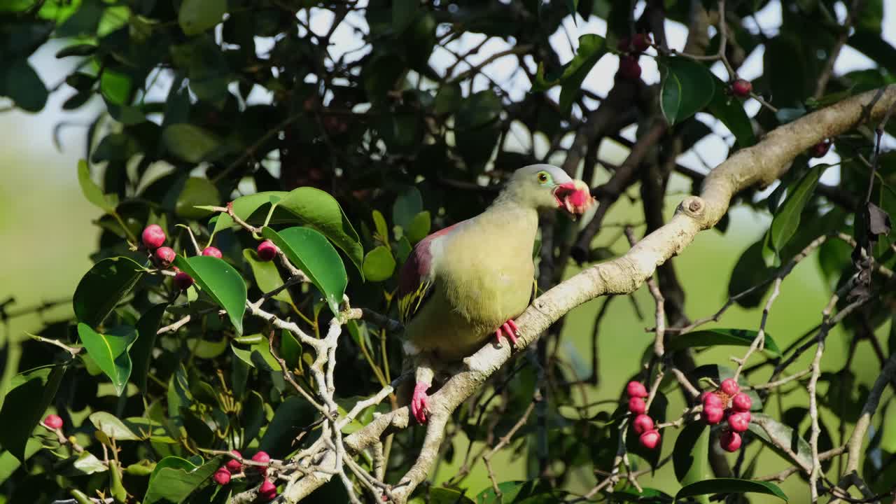 expuesto al sol de la mañana mientras está encaramado en una rama diagonal masticando una fruta, paloma verde de pico grueso treron curvirostra, tailandia