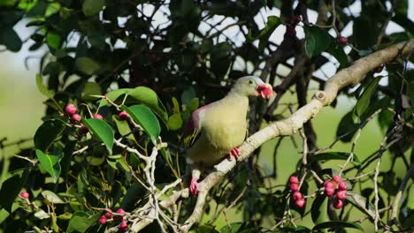 Exposed-in-the-morning-sun-while-perched-on-a-diagonal-branch-munching-a-fruit,-Thick-billed-Green-Pigeon-Treron-curvirostra,-Thailand
