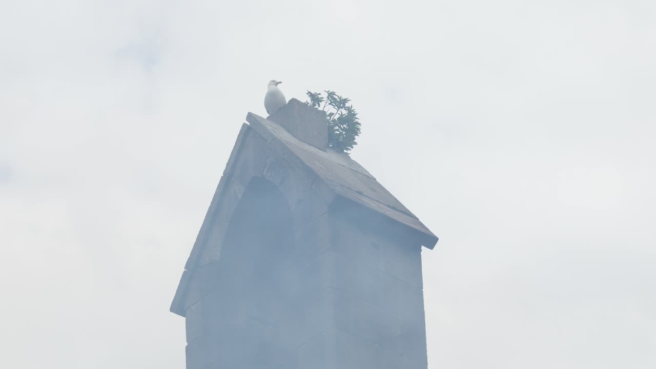 Seagull sits atop stone tower, mist swirling, overcast daylight, static camera, moody Highland atmosphere