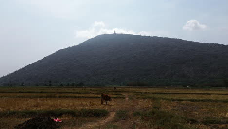 green mountains, golden fields, and a serene landscape in tay ninh, south vietnam