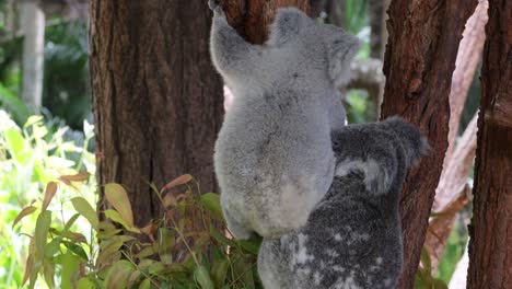 two koalas climbing and playing on a tree