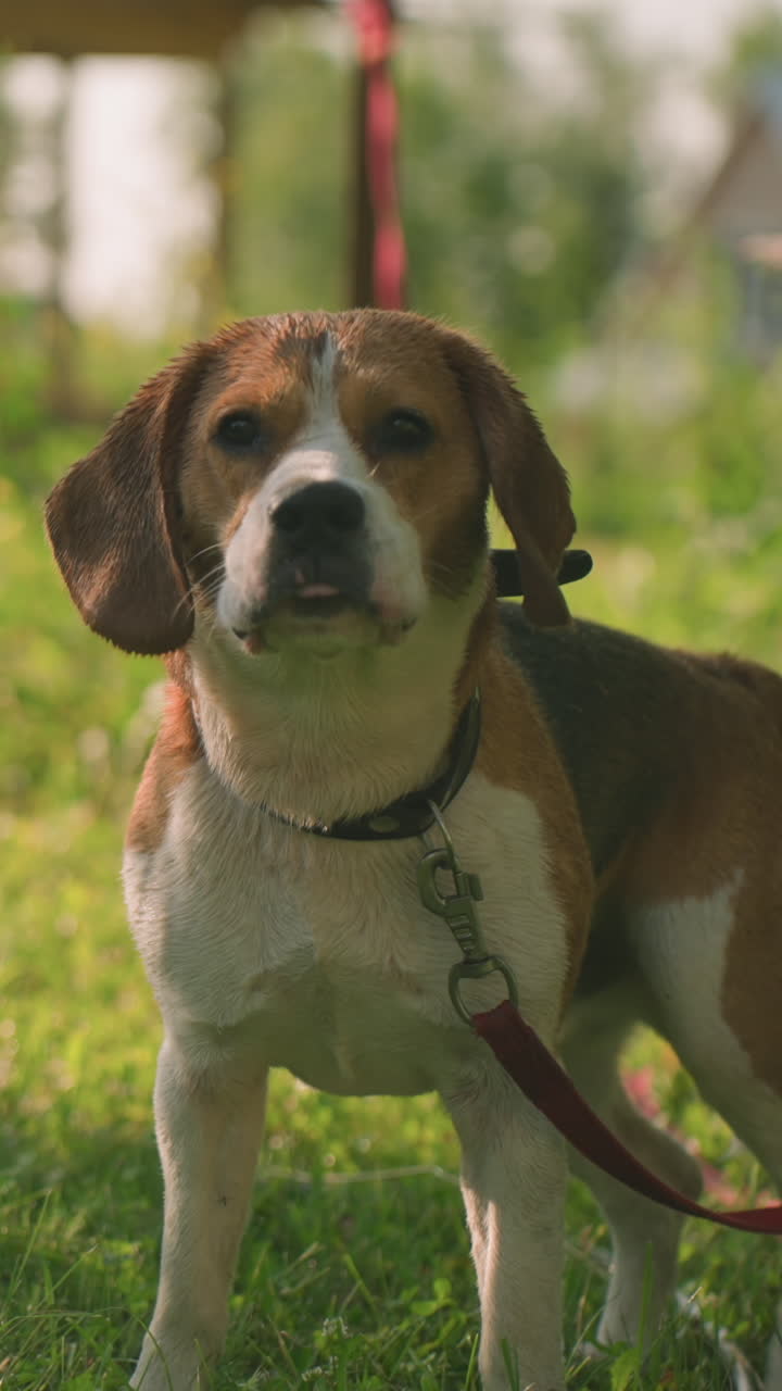 Dog on red leash standing in grassy area near lush greenery, barking and stepping backward while thoughtfully licking its nose, surrounded by sunlit grass and soft-focused background