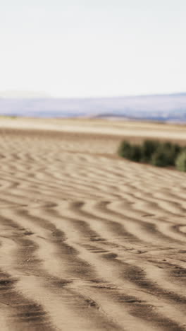 sand dunes in the desert