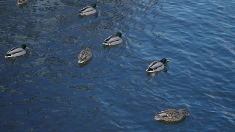 group of mallard ducks swimming in a winter lake - high angle, slow motion