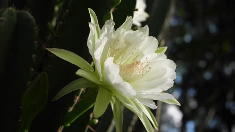 Close-up-of-flowering-jungle-cactus-early-morning-before-the-one-night-old-bloom-closes-forever