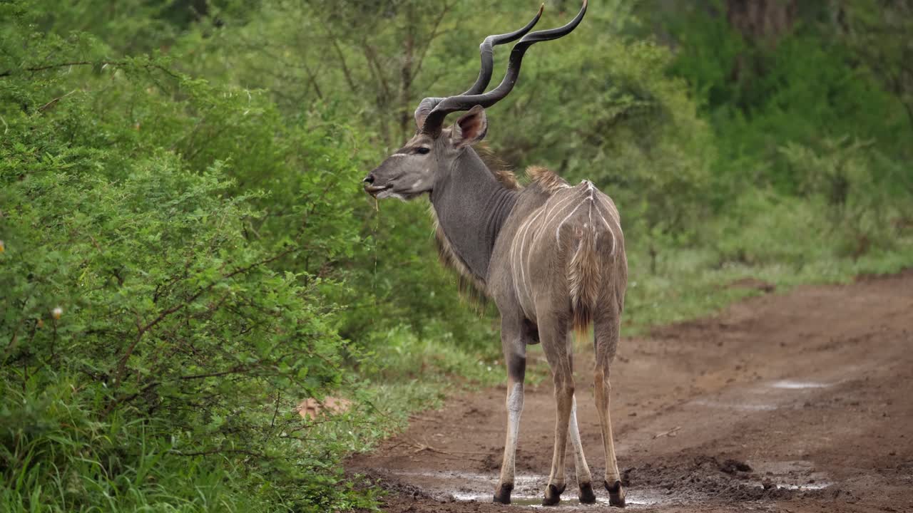 antílope kudu rayado macho con fantásticos cuernos en espiral bebe en la carretera