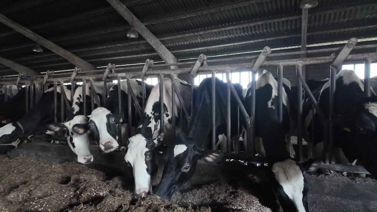 Slow motion shot of a dairy herd eating straw together inside a winter barn
