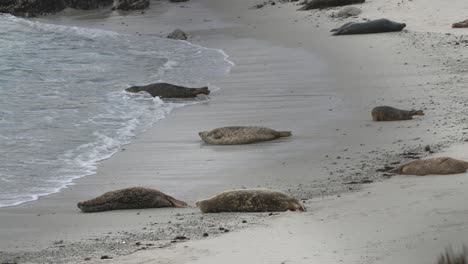 Focas-Descansando-En-Hopkins-Beach-En-Pacific-Grove,-California