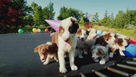 verjaardagspuppy met vrienden op een dierenfeest grappige video met dieren