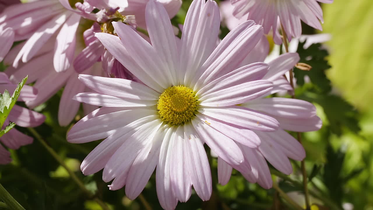 Top-down view of a pink and white garden daisy on a sunny, breezy day