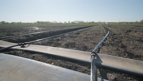 sistema de riego en tierras agrícolas. sistema de riego por goteo que ahorra agua que se utiliza en un campo.