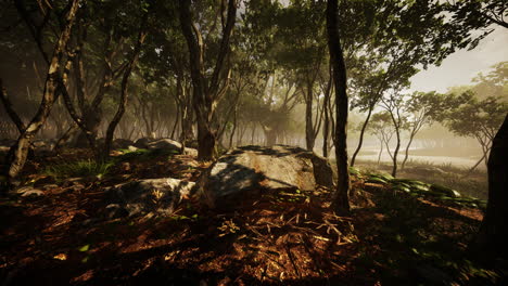 Rayos-De-Sol-En-Un-Bosque-En-Una-Mañana-Brumosa