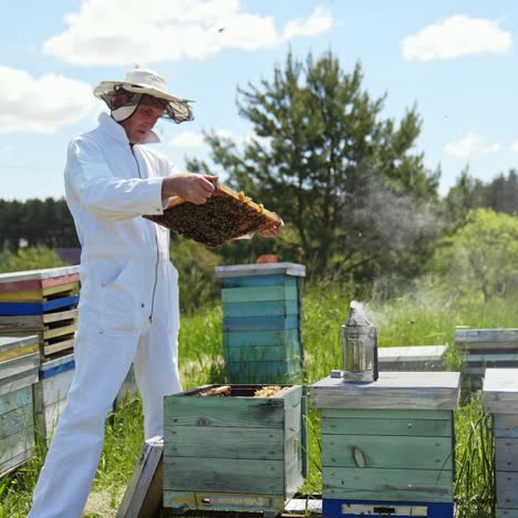 professional beekeeper in white suit inspecting bees on frame. bees fly on the apiary. chimney with smoke on a beehive. wooden hives on field in summer