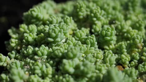 primer plano de una planta suculenta con gotas de agua