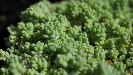 close-up of a succulent plant with water droplets