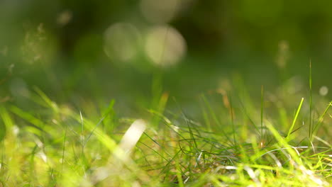 Close-up-of-grass-and-forest-floor---camera-sweep-from-left-to-right---macro-shots-of-plant-details-with-a-beautifully-blurred-background