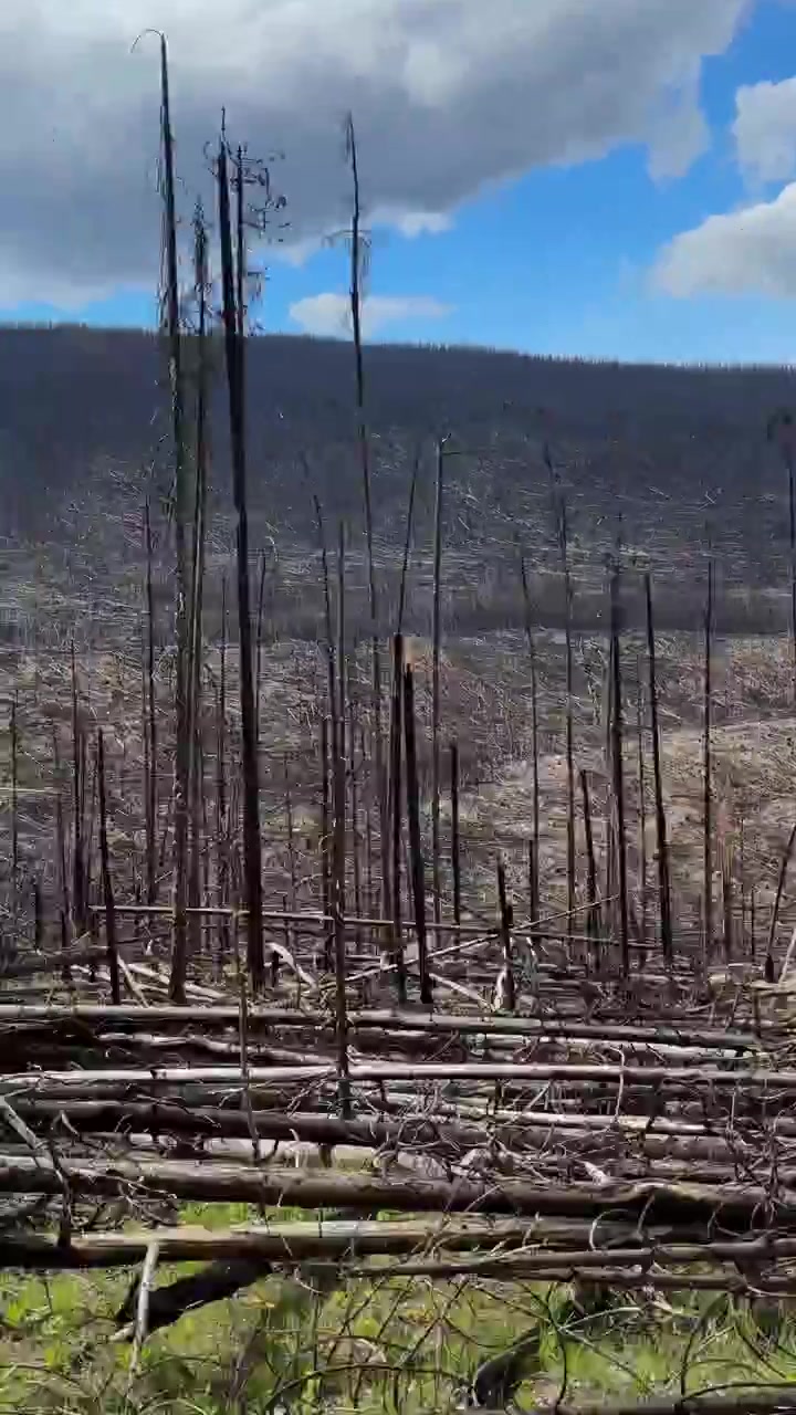 Foresta bruciata e montagne che mostrano le conseguenze di un incendio boschivo con nuova vegetazione nel Parco Nazionale di Jasper, Canada