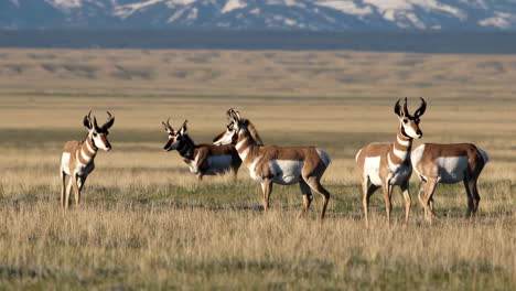 pronghorn antelope in a prairie landscape