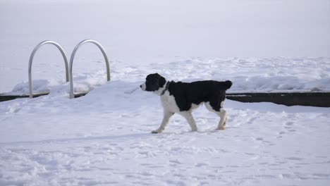 Süßer-Schwarz-weißer-Hund-Geht-Im-Schnee,-Zeitlupe