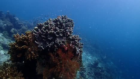 Paraíso-Submarino,-Cámara-Circulando-Una-Gran-Formación-De-Coral-Con-El-Sol-Brillando-Sobre-Los-Coloridos-Corales