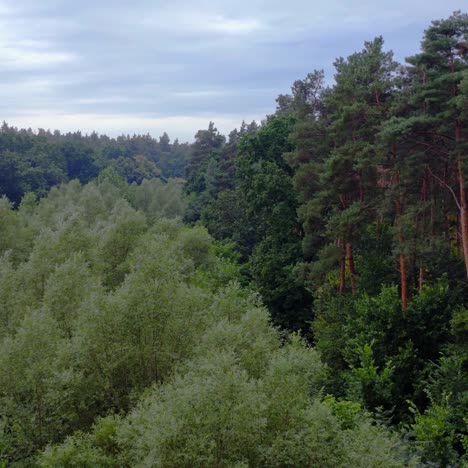 green natural background. flying over a beautiful green forest in summer. woodland with mixed trees of different sizes. aerial view.