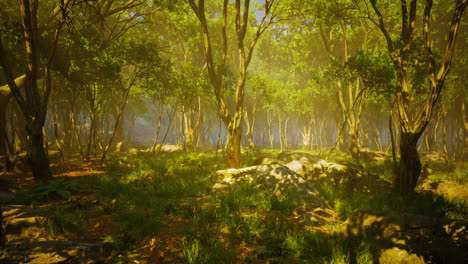 paisaje silvestre bosque con árboles y musgo en las rocas