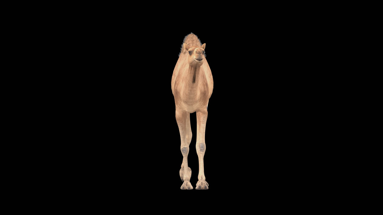 cg camello cíclico caminando en el canal alfa