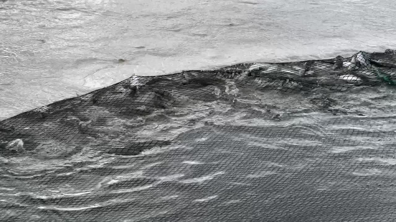 물고기 로 가득 찬  ⁇ 시망