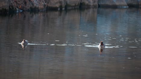 two male eurasian teals duck swim in yangjae stream eating algae in winter seoul