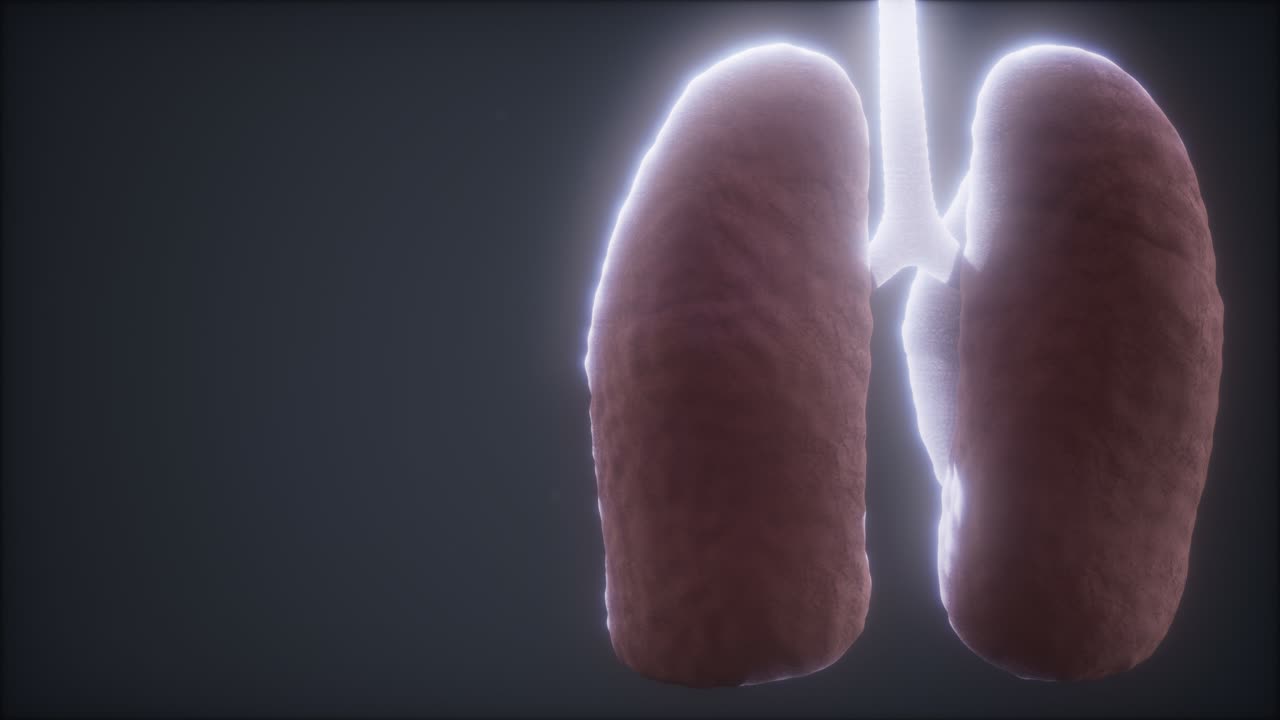 animación médicamente precisa del pulmón humano en bucle 3d