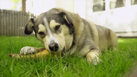 Perro-Masticando-Hueso-De-Perro-Tratar-En-El-Patio-Trasero-De-Césped