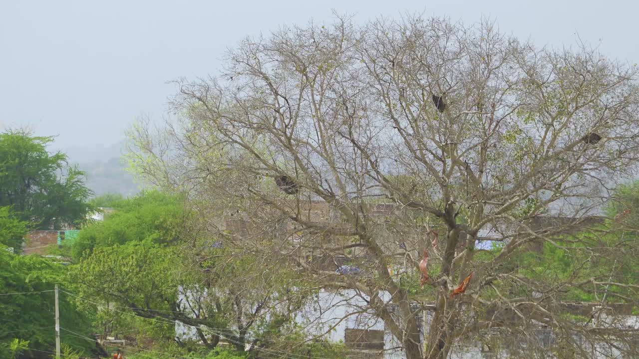 An old dried tree with bird nests and honeycombs in a village of chambal valley of morena india