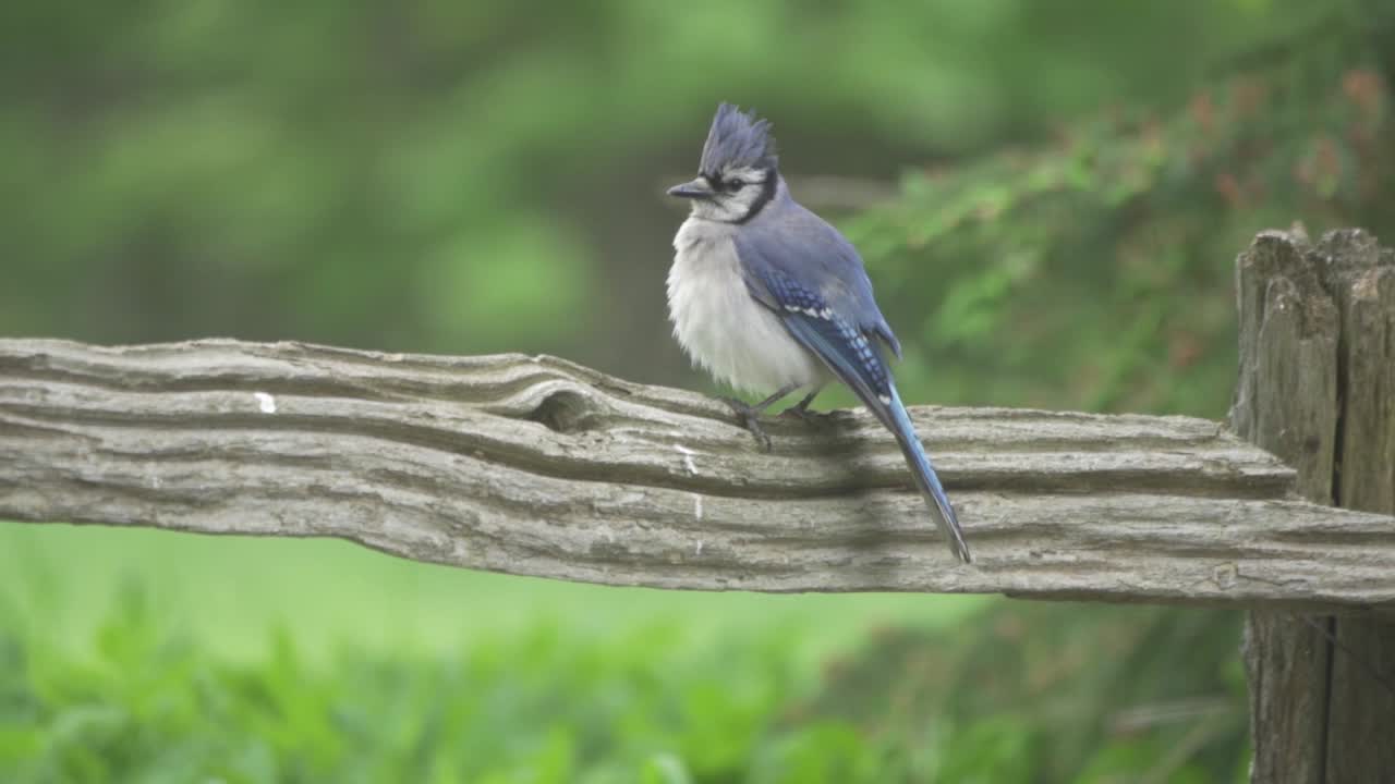 retrato de un arrendajo azul hinchando en una percha cerca