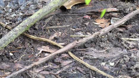 ants on the forest floor